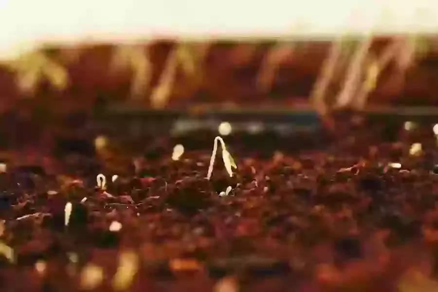 40 Seeds of Growth (Lent)